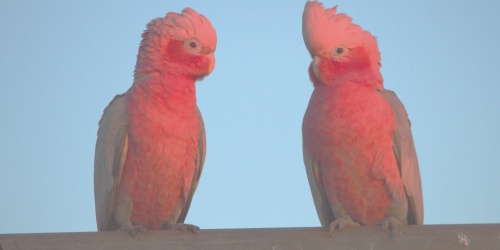 Galahs have benefitted from European changes to Australia. 