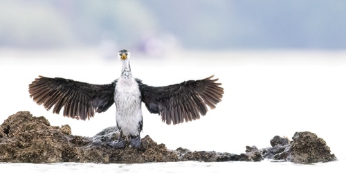 Little pied cormorant with wings spread on a rock on the shoreline