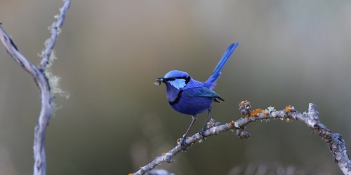 Fairy Wren sitting on a branch