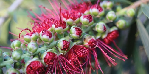 Callistemon up close.