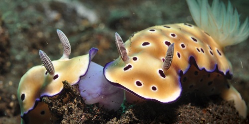 Sea slug or nudibranchs (Goniobranchus kuniei)
