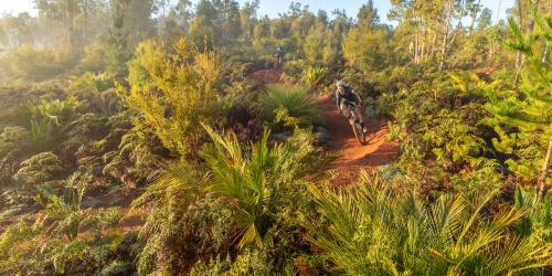 Two mountain bike riders through sunrise Murray valley trails. Photo Josh Cowling/Shire of Murray