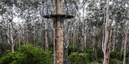 Artist impression Gloucester tree