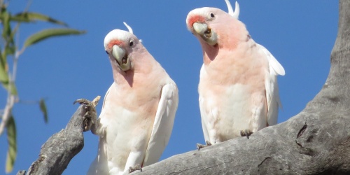 Two Major Mitchell cockatoos sitting on a tree branch.