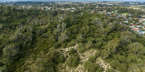A drone photo of native bushland with residential housing in teh background.