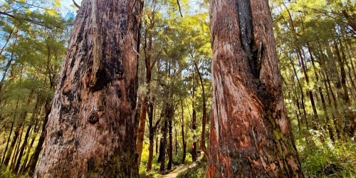 Trail between two large trees