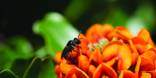 Reed bee (Exoneura sp.) foraging on heart leaf poison, a native pea flower (Gastrolobium bilobum). Photo – Freya Jackson 