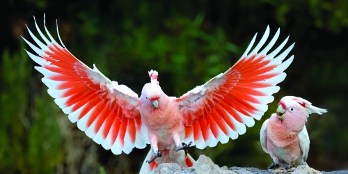 Pink cockatoos (Cacatua leadbeateri) are a major attraction for photographers at Eyre. Photo – Keith Lightbody
