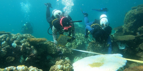 Two divers take measurements of coral and record their findings.