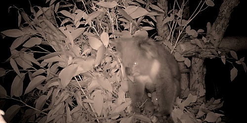 A koala in a tree with a joey visible in pouch.