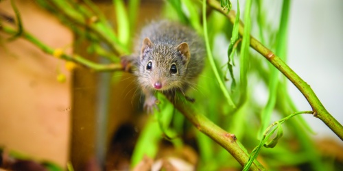 Juvenile dibbler climbing. Photo – Alex Asbury