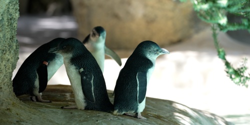  Little penguins at Perth Zoo. Photo - Miles Brotherson/DBCA 