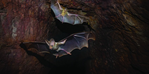 Macroderma gigas Ghost Bat ©Steve Parish - Lochman LT 