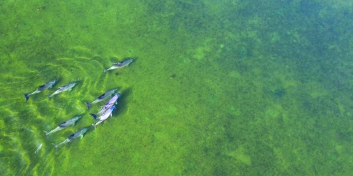 Many dolphins call the Swan Canning Riverpark home. Photo - Miles Brotherson DBCA