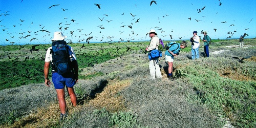 Volunteers at a seabird breeding colony on Pelsaert Island Houtman Abrolhos. Photo - DBCA