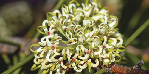 Hakea