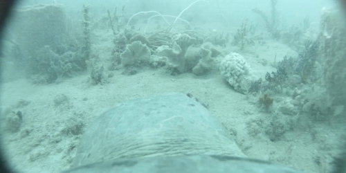 The point of view from a turtle foraging in the Roebuck Bay Marine Park