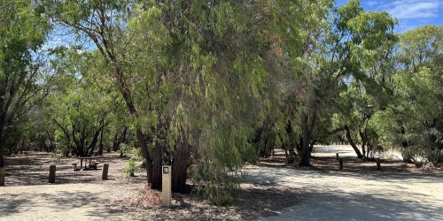 A campsite next to a peppermint tree with blue sky in teh background.