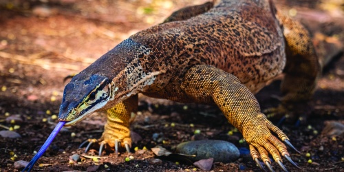 Bungarra or sand goanna (Varanus gouldii). Photo - Remi_Bremont