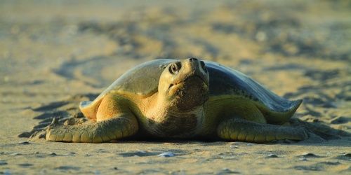 Flatback turtle on 80 Mile Beach. Photo - Heather Beswick