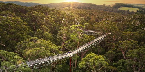An elevated walkway through the tree canopies at sunset