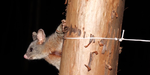 A brushtail possum in Dryandra. Photo - DBCA A brushtail possum in Dryandra. Photo - DBCA