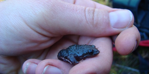 A small dark frog with bumps sits in the palm of a hand, about the size of a thumbnail.