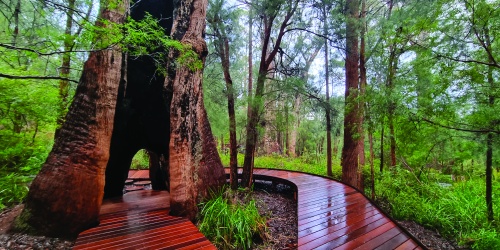 Ancient Empire Tree Top Walk. Photo - Ryan Smith/DBCA
