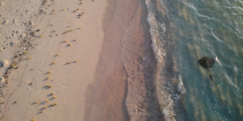 A drone shot of the Ningaloo coastline, with golden ghost crabs on the beach and a stingray in the water.