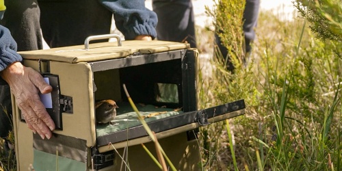 Noisy Scrub Bird being translocated. Photo - DBCA