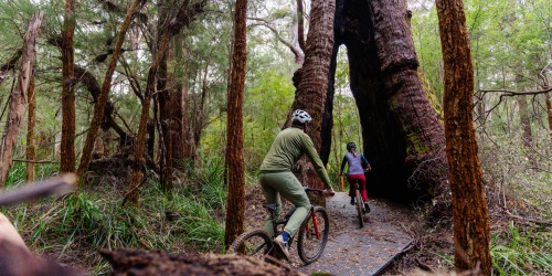 Two cyclists riding through a large gap in a tall tree