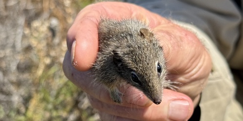 A close-up of a small, furry marsupial being gently held in a person’s hand. The animal has a pointed snout, large dark eyes, and coarse grey-brown fur. The background is slightly blurred, showing dry grass and vegetation.