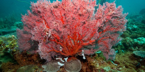 A community information session will be held at the Onslow Sports Club on Tuesday 9 December 2025 from 6pm. Photo: Oceanwise 