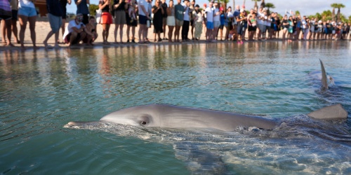 Dolphins at Monkey Mia. Photo by Samille Mitchell/DBCA