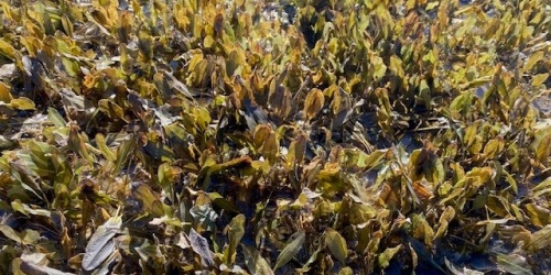 Seagrass (Halophila ovalis) in the Swan-Canning Estuary. Photo by Jordan White