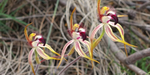Pingaring spider orchids