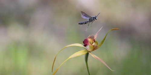 A wasp pollinates an orchid