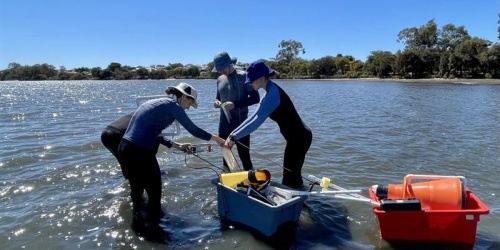 Scientists monitoring seagrass