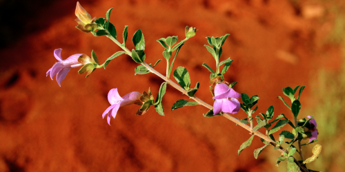 Fine-toothed poverty bush (Eremophila georgei)