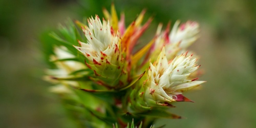 A close up of a white and red-tipped flower