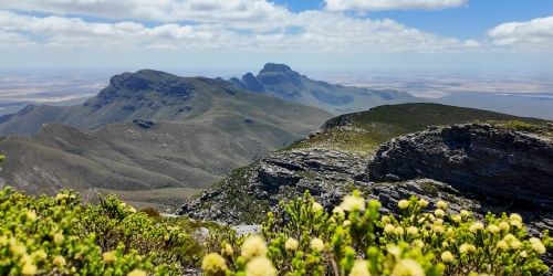 Landscape view of the mountains of a national park with yellow flowers in the foreground