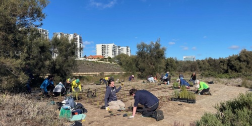 A group of people are planting seedlings in a cleared area amongst shrubbery. 