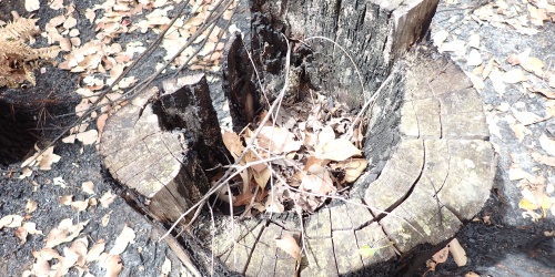 A burnt tree stump with leaf litter in the middle of it