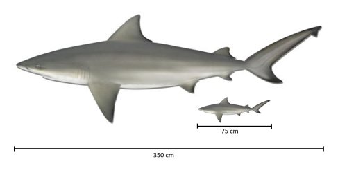 Illustrations of adult and juvenile bull sharks showing how large they can grow - up to 75cm for juveniles and 350cm for adults