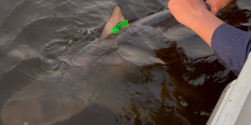 A juvenile bull shark with a green tag on its fin, being held in place in the water by a scientist's hand