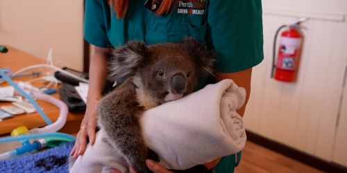 Koala wrapped in a white towel during a veterinary check.