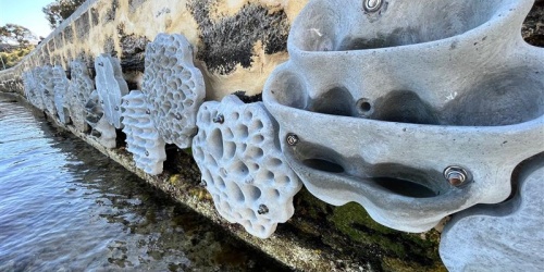 'Living seawall' panels attached to a seawall