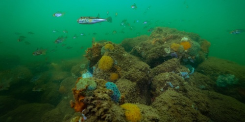 Fish swimming above and around a shellfish reef
