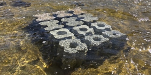 Twelve artificial reef modules in shallow water