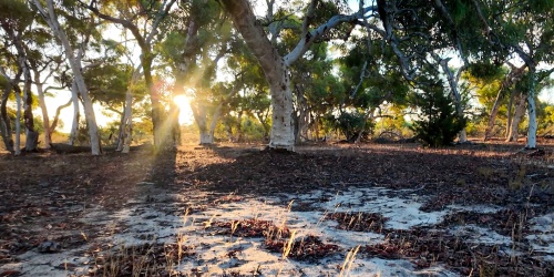 Sunlight filtering through gum trees over a sandy forest floor in Watheroo bushland